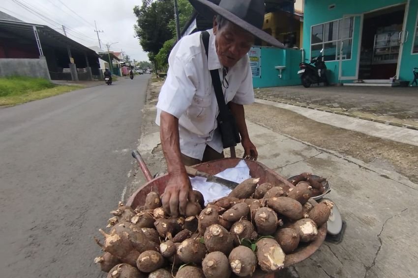 Kemendag Buka Peluang Pengenaan Bea Masuk Impor Singkong dan Tapioka