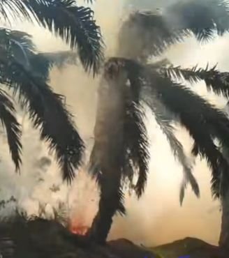 Kebakaran Lahan Sawit di Langkat Belum Padam, Api Meluas ke Wilayah Perkebunan PT LNK