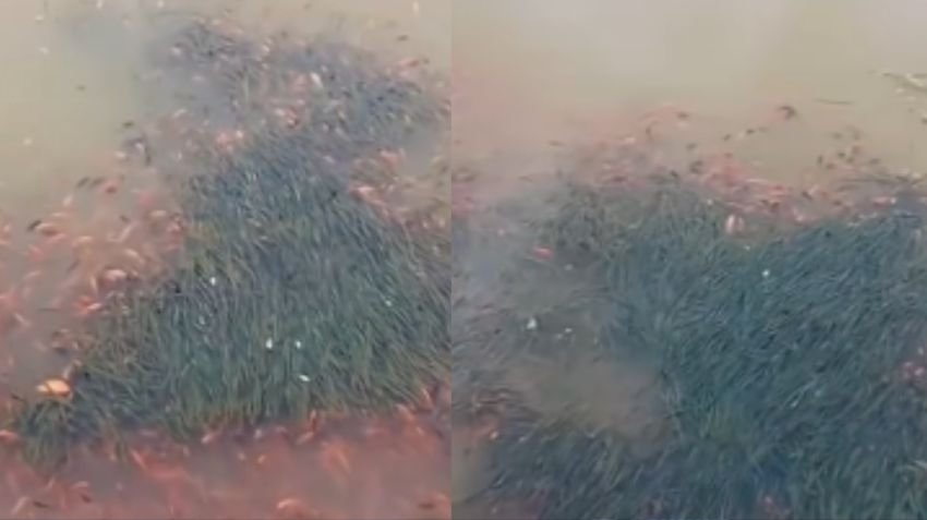 Danau Toba Geger Ikan Mati Mendadak, Dinas LHK Sumut Buka Suara