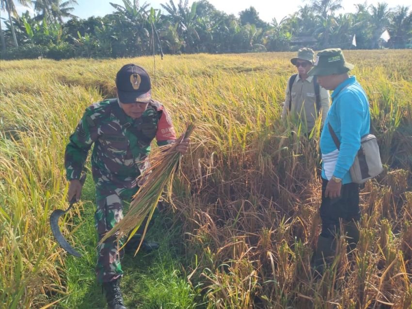 Babinsa Tegalbadeng Barat Dampingi Ubinan Padi, Hasil Panen Capai 8,6 Ton per Hektar