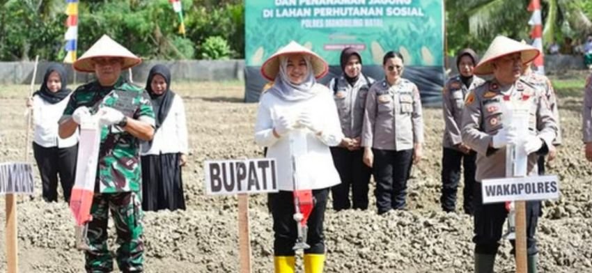 Wabup Madina: Jagung Komoditas Strategis untuk Ketahanan Pangan dan Kesejahteraan Petani
