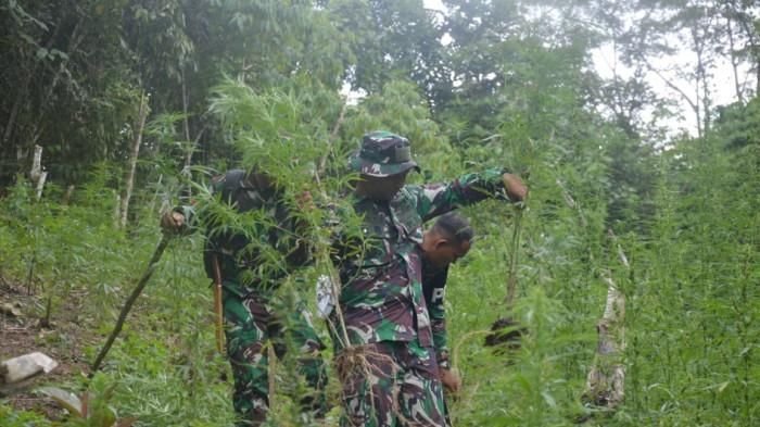 Ladang Ganja Seluas 3 Hektare Ditemukan di Mandailing Natal, 30 Ribu Batang Dimusnahkan