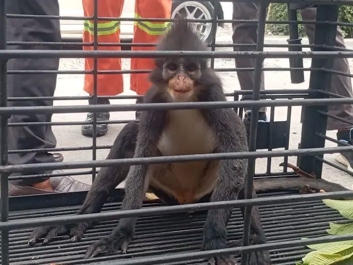 Monyet Surili Bikin Heboh SMP Negeri 2 Pematangsiantar, Damkarmat Berhasil Evakuasi