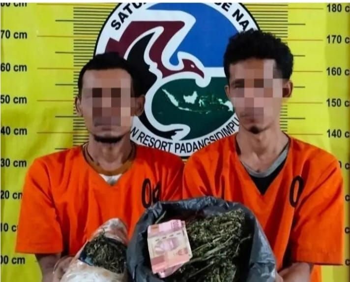Gagal Edar! Gotong 1 Kg Ganja dari Madina, Dua Warga Panyabungan "Nginap" di Polres Padangsidimpuan