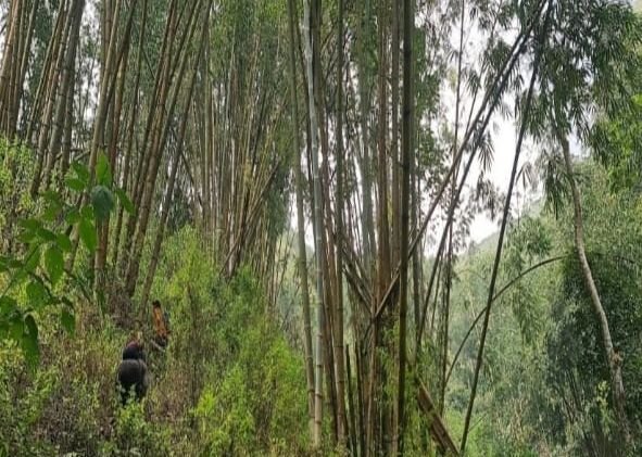 Pelestarian Pohon Bambu di Padangsidimpuan Perlu Diprioritaskan untuk Mencegah Longsor dan Mendukung Pengrajin