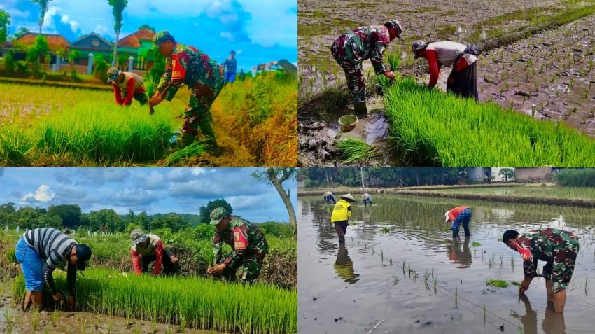 Wujudkan Ketahanan Pangan, Babinsa Kademangan Ikut Tanam Padi di Lahan Poktan Tani Makmur
