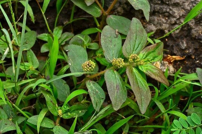Jarang Diketahui, Ini 5 Manfaat Air Rebusan Daun Patikan Kebo untuk Kesehatan