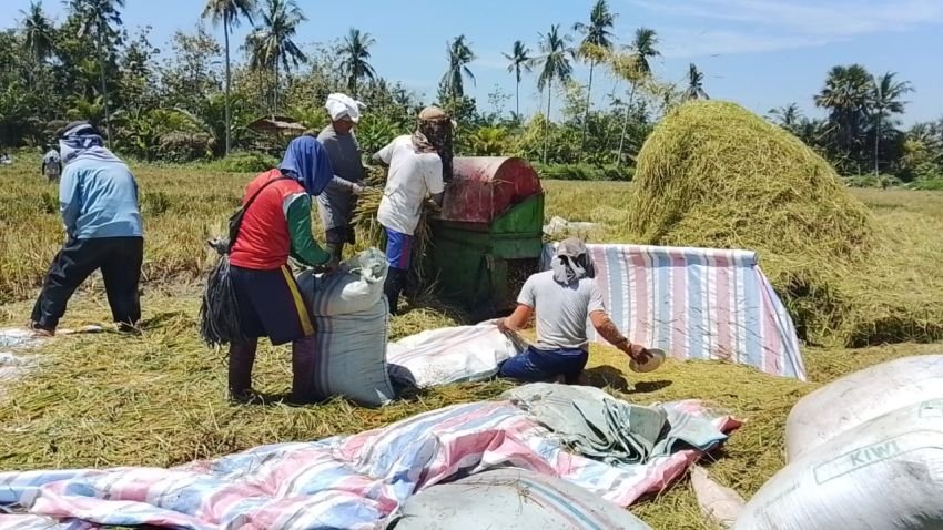 Petani Sergai Protes, Bulog Sumut Diduga Beli Gabah di Bawah Harga Standar Pemerintah