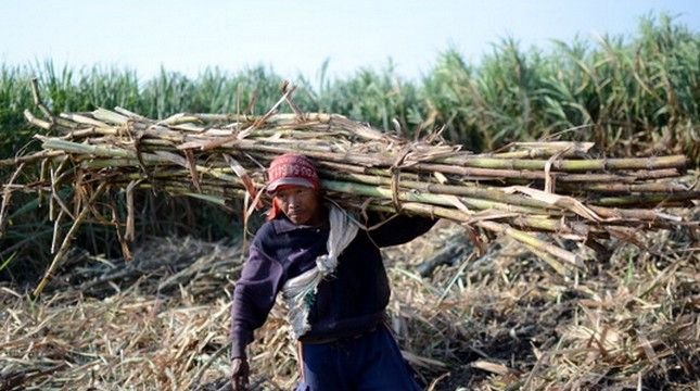 Pemerintah dan PT SGN Sepakati Skema Penyerapan Gula Petani, Harga Minimal Rp14.500 per Kg