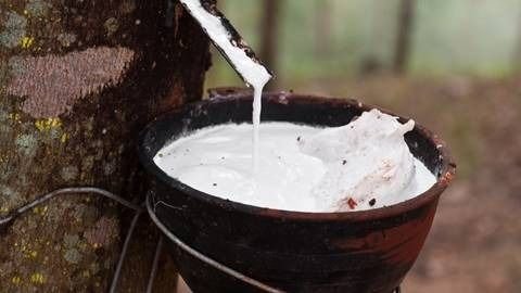 Distanbun Aceh Tegaskan Larangan Jual Karet Mentah ke Luar Daerah