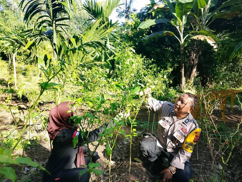 Polres Jembrana Dampingi Petani Lombok di Desa Pulukan untuk Perkuat Ketahanan Pangan Lokal