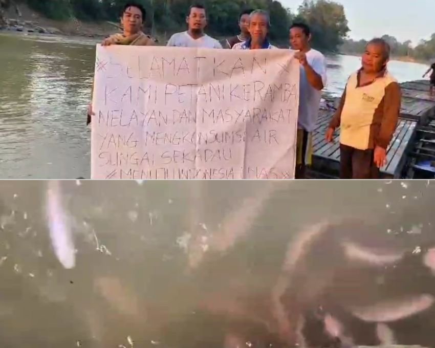 Jeritan Petani Keramba Sekadau Minta Perlindungan Presiden dari Dampak Limbah Tambang Ilegal: Haruskah Kami Pindah Jadi Warga Malaysia?
