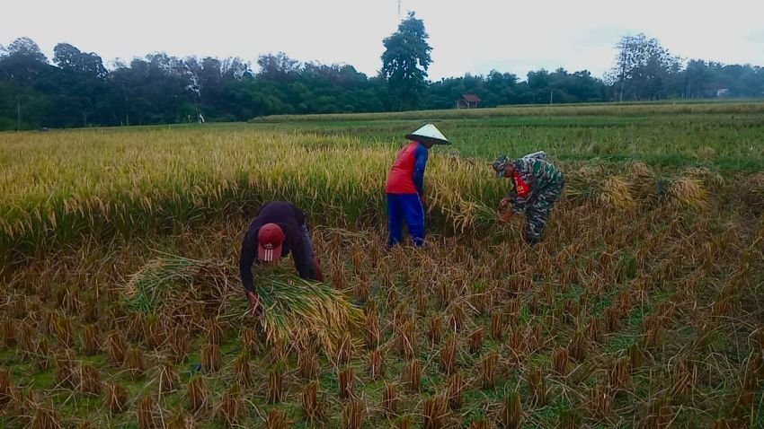 Babinsa Jambewangi Dampingi Petani Panen Padi, Wujud Nyata Dukungan TNI terhadap Ketahanan Pangan