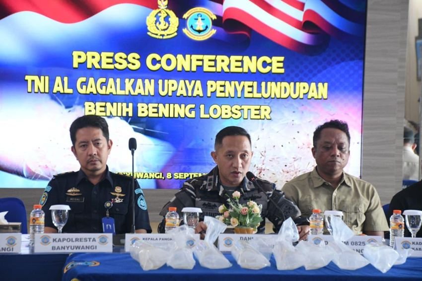 TNI AL Gagalkan Penyelundupan 85 Ribu Benih Lobster di Banyuwangi, Kerugian Capai Rp731 Juta
