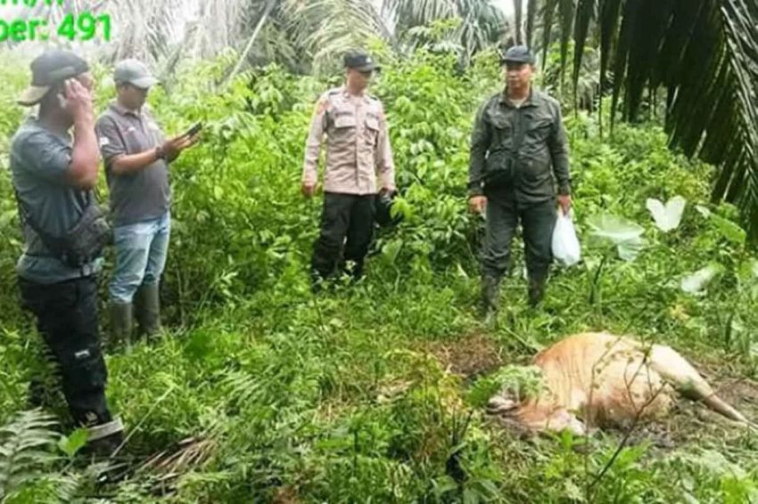 Harimau Sumatera Mangsa Sapi Warga di Aceh Timur, BKSDA Pasang Kamera Jebak
