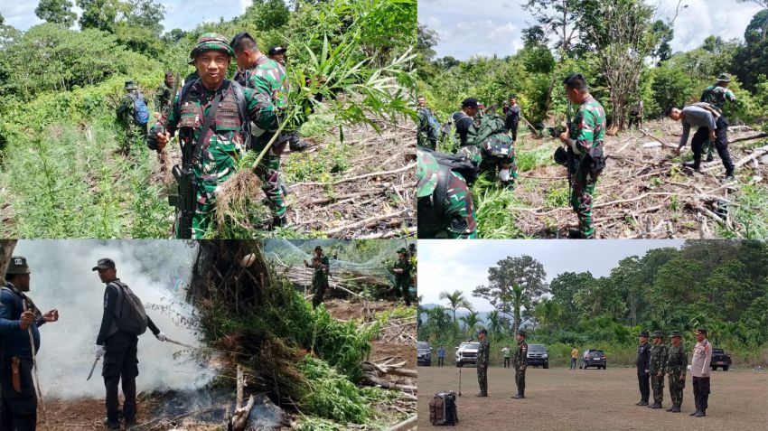 Pangdam IM Apresiasi Pemusnahan 2 Hektare Ladang Ganja di Aceh Besar, BNN Tegaskan Komitmen Perangi Narkoba