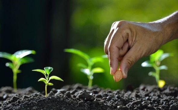 Kementan Perkuat Perizinan Benih Tanaman untuk Jamin Mutu dan Produksi Nasional