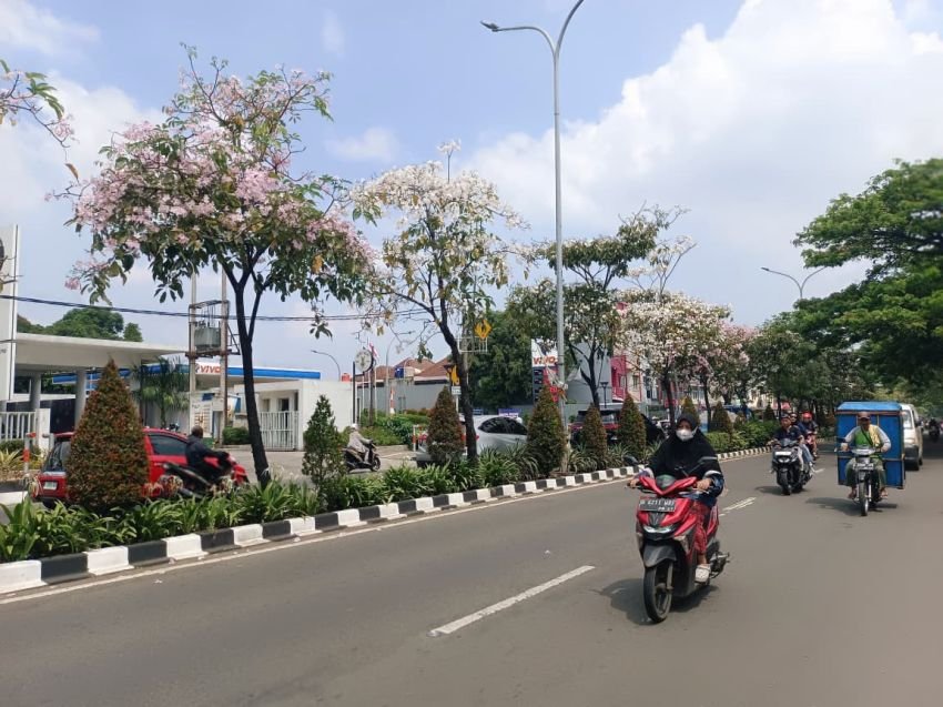 ‘Sakura Indonesia’ Bermekaran di Tangsel, Jalur Maruga Disulap Jadi Taman Musim Semi