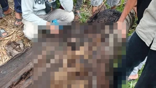 Kerangka Manusia Ditemukan dalam Pohon Aren di Sergai, 8 Saksi Telah Diperiksa