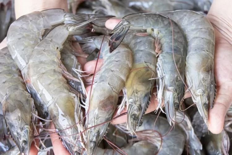 Pemerintah Bergerak Cepat Setelah Deteksi Radioaktif pada Udang Beku Indonesia di Pasar Amerika