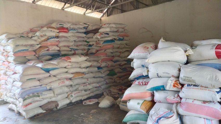 Harga Gabah Musim Gadu di Lhok Nga Lampaui HET, Kilang Padi Mon Blang Harapkan Bantuan Mesin Pengering