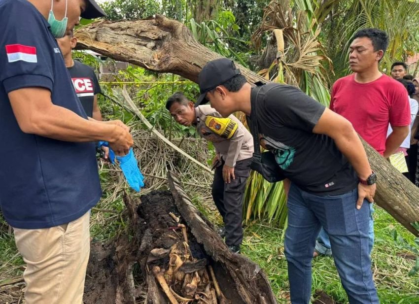 Warga Sergai Geger! Tulang Belulang Manusia Ditemukan di Dalam Pohon Aren Tumbang