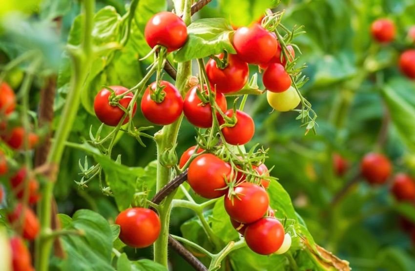 Tanpa Kebun, Satu Tomat Cherry Bisa Hasilkan 20 Kilo Buah! Begini Cara Tanamnya di Rumah