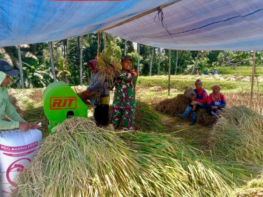 Dukung Ketahanan Pangan, Babinsa Turun ke Sawah Bersama Petani Karangrejo