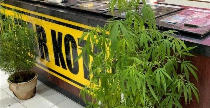 Pemilik Ladang Ganja di Blitar Jual Bibit dan Tanaman Hidup, Polisi: Satu Batang Rp300 Ribu