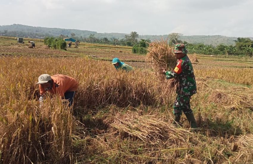 Babinsa Margomulyo Turun ke Sawah, TNI Bantu Petani Panen Padi di Blitar