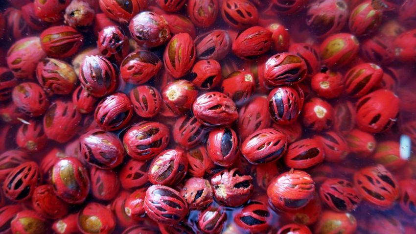 Mentan Amran Dorong Hilirisasi Pala Sitaro, Siap Gelontorkan Bantuan Bibit 15 Ribu Hektare