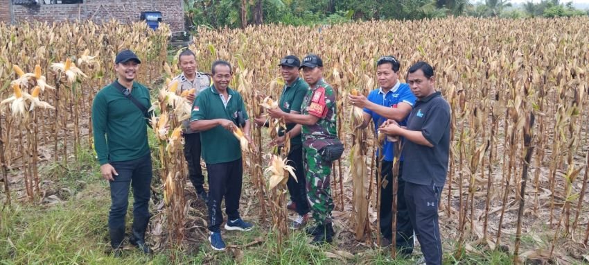 Panen Raya Jagung di Gumbrih Buktikan Ketahanan Pangan Desa Semakin Kuat