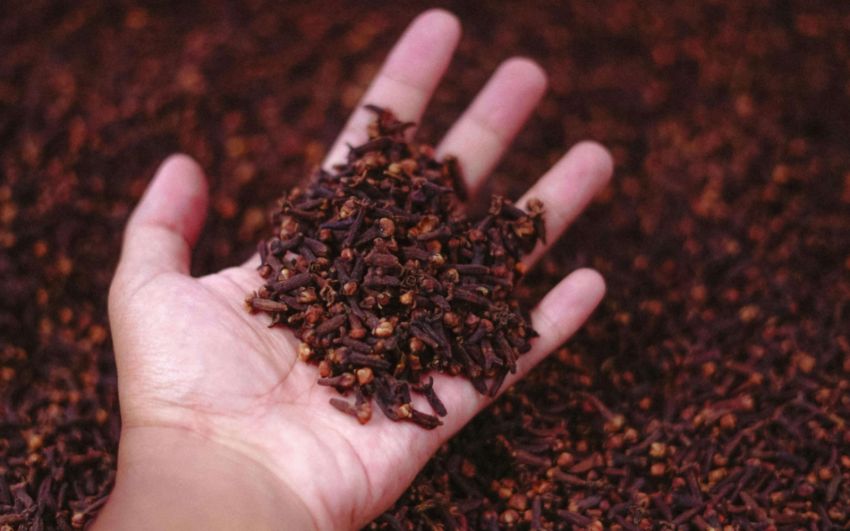 Cengkih Indonesia Terpapar Radioaktif Cs-137, Satgas Segera Investigasi Temuan Baru dari AS