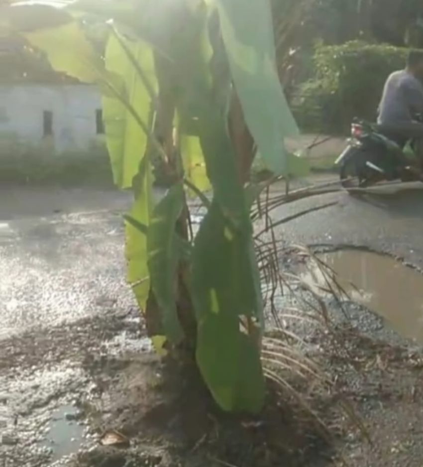 Jalan Rusak Tak Kunjung Diperbaiki, Warga Batu Bara Tanam Pohon Pisang sebagai Bentuk Protes