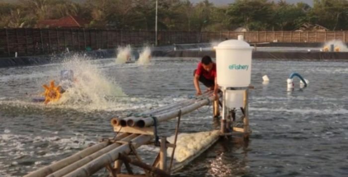 Microbubble Aerator Bikin Panen Ikan Nila Sukabumi Tembus 40 Ton per Siklus