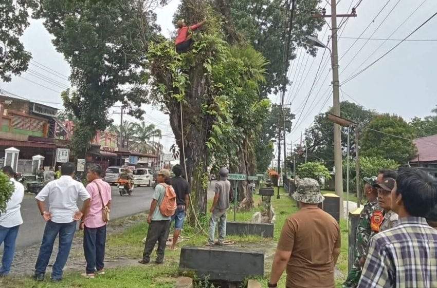 Bupati Simalungun Dorong Kegiatan Perantingan Pohon di Parapat, Wisatawan dan Warga Lebih Aman