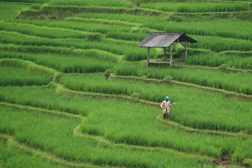 Komisi II DPR Dukung Presiden Prabowo Perketat Larangan Alih Fungsi Lahan Sawah