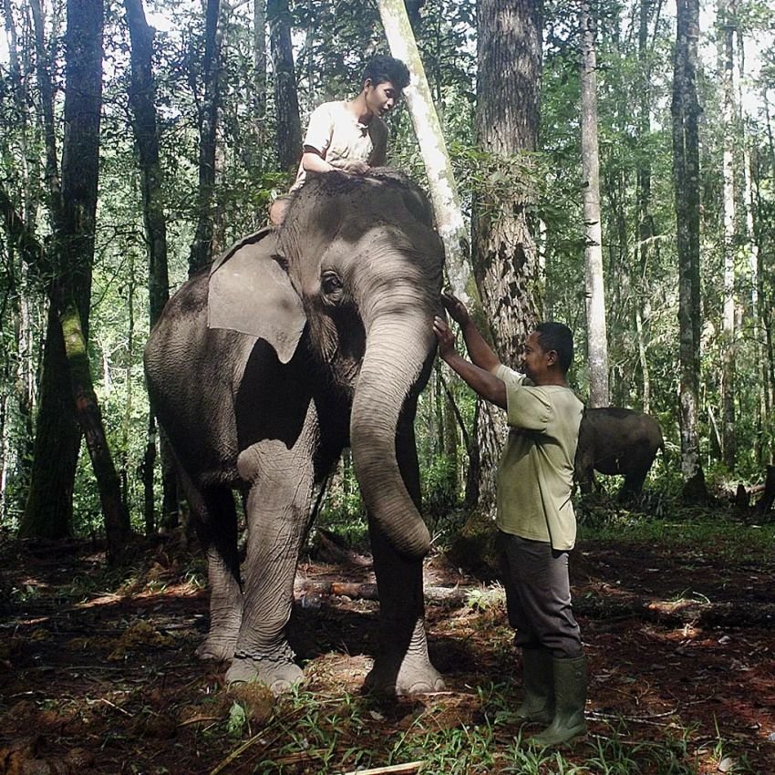 Dekatkan Anak dengan Alam, Konservasi Gajah di Simalungun Buka Edukasi Khusus