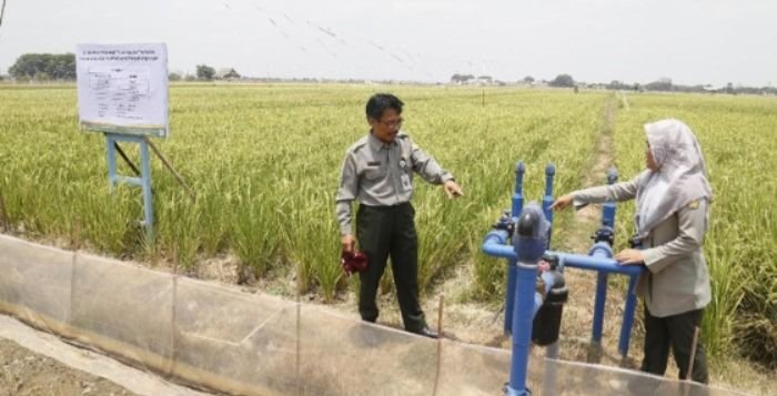 Ketahanan Pangan di Era Perubahan Iklim: Peran Petani, Pemerintah, dan Teknologi