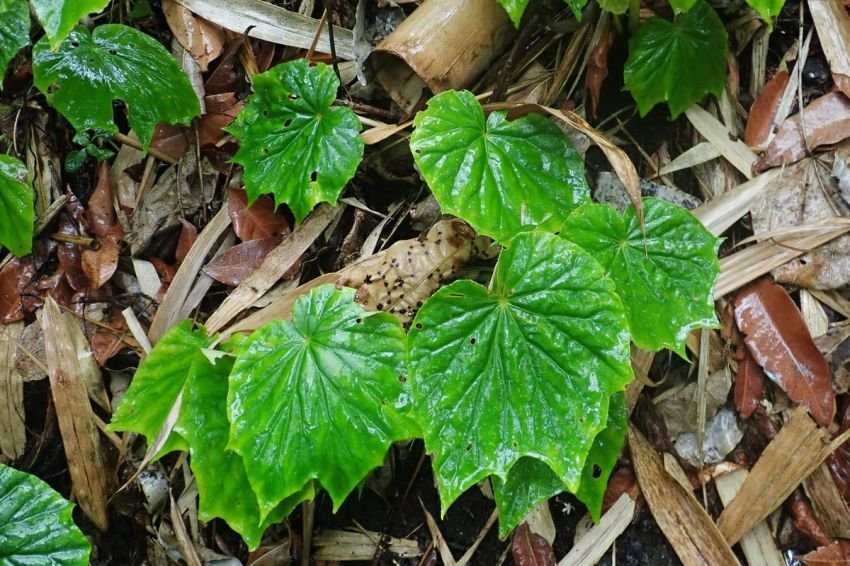 Temuan BRIN: Ekstrak Tangkai dan Daun Begonia Bisa Bunuh Bakteri Mulut Berbahaya