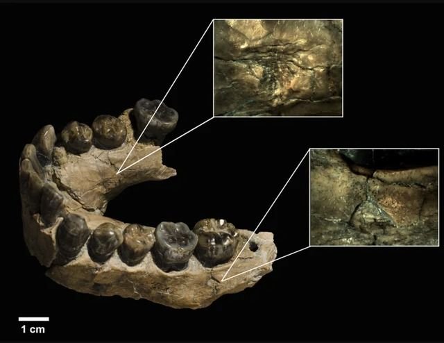 AI Ubah Sejarah Evolusi: Manusia Purba Pernah Dimakan Macan Tutul
