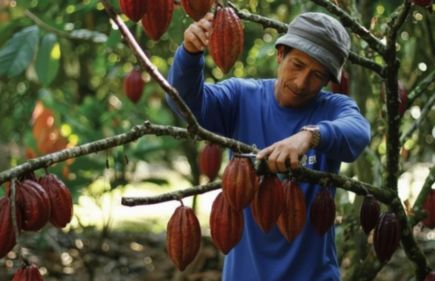 Ketergantungan Impor Biji Kakao Indonesia Meningkat, Pemerintah Siapkan Replanting 248.500 Hektare