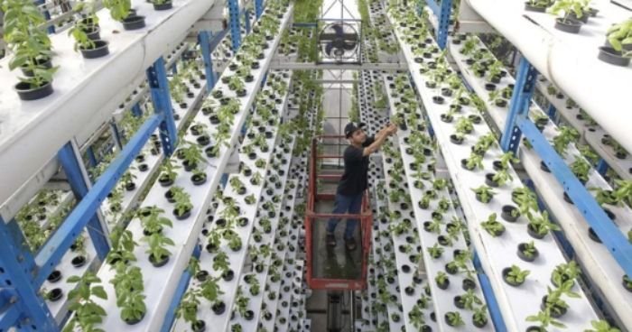 Bikin Heboh! Kebun Vertikal 18 Meter di Cilandak Jadi Pemasok Restoran Premium