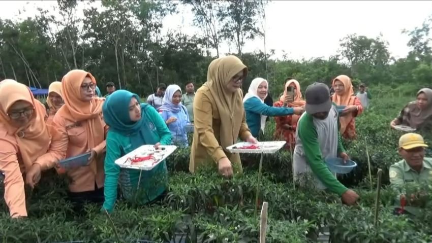 Sinergi Pemerintah dan Petani: Cabai Mencolok Jadi Andalan Baru Tanjung Jabung Timur