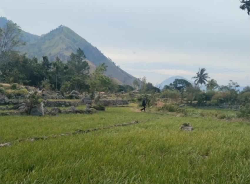 Dairi Geger, Dugaan Penyerobotan Lahan Sawah Libatkan Oknum Polisi dan Surat Palsu!