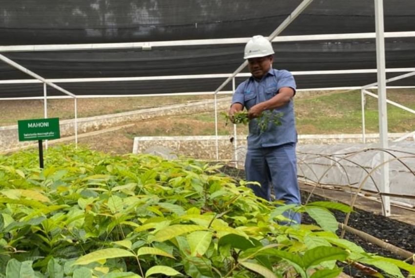 INALUM dan PJT I Perkuat Konservasi Danau Toba Lewat Penanaman Pohon dan Pembibitan Modern