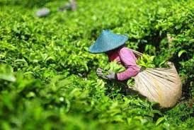 PTPN IV Tegaskan Kebun Teh Simalungun Tetap Jadi Warisan Budaya dan Ekonomi