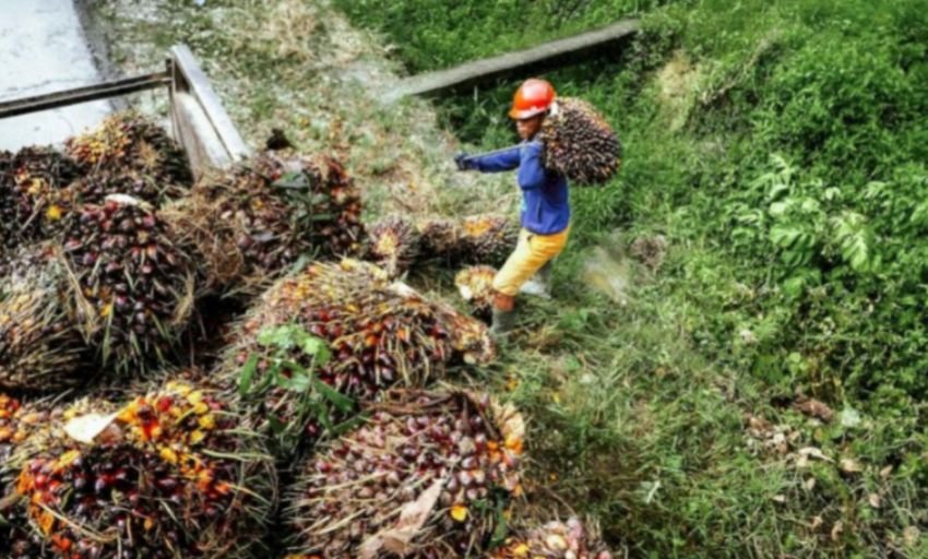 Harga TBS Sawit Petani Sumut Naik ke Rp3.665 per Kg, Imbas Kenaikan Harga CPO