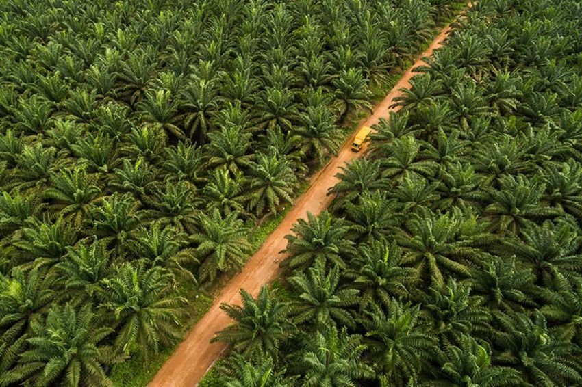 KPK Sita Keuntungan Lahan Sawit Nurhadi, Dijadikan &ldquo;Passive Income&rdquo; untuk Negara