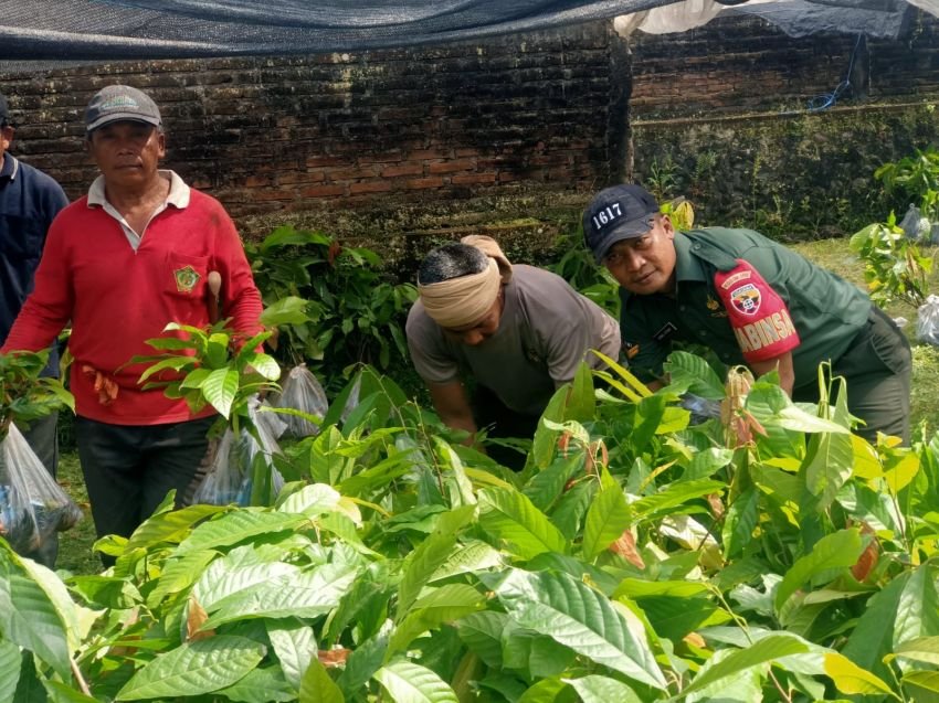 Babinsa Yehembang Kauh Kawal Penyerahan 7.000 Bibit Kakao, Wujud Nyata Dukungan TNI terhadap Ketahanan Pangan